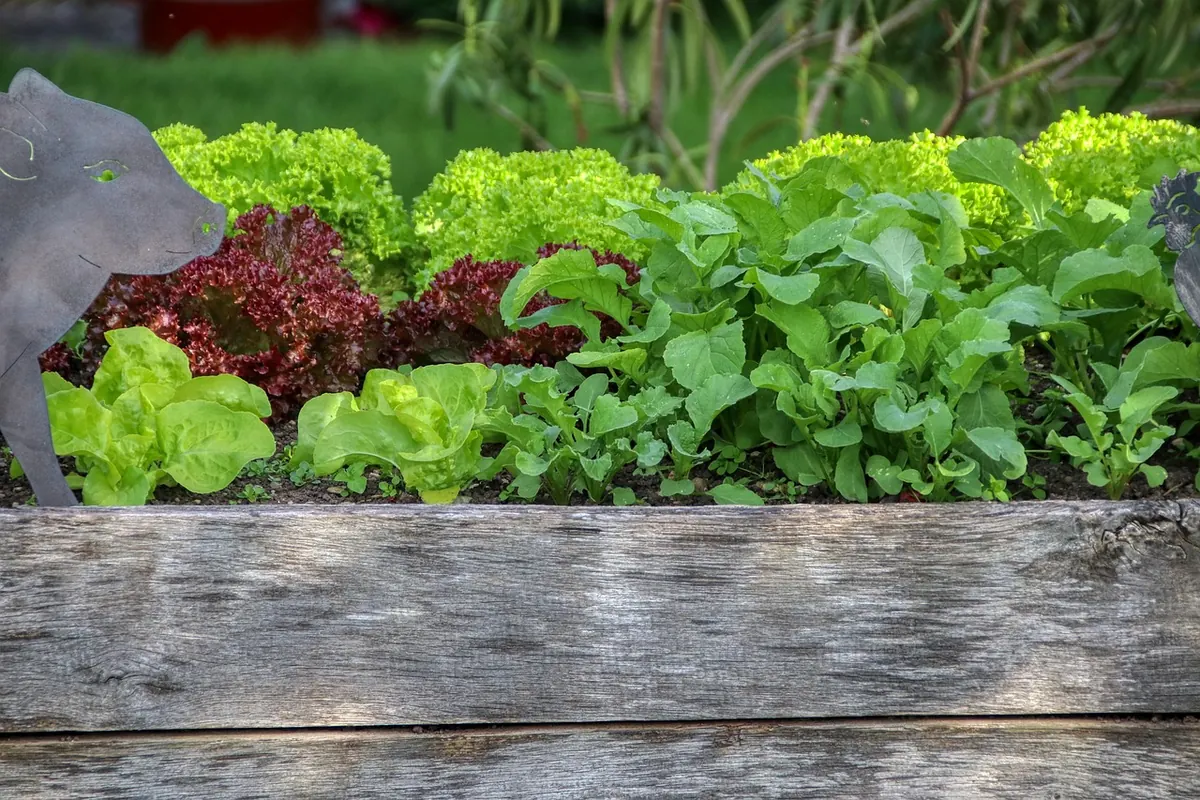 Build a Raised Garden Bed for Under $100: A Beginner's DIY Plan